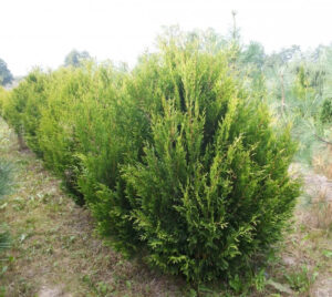 Как выглядит взрослая Туя Корник