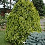 Как выглядит взрослая Туя Санкист