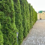 Живая изгородь из Туй Смарагд
