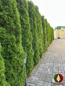Живая изгородь из Туй Смарагд
