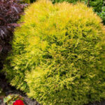 Как выглядит взрослая Туя Рейнголд которая растет в полутени