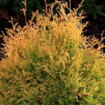 Как выглядит взрослая Туя Рейнголд