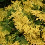 Как выглядит хвоя у Туи Санкист