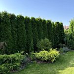 Как выглядит живая изгородь из Туи Смарагд