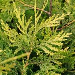 Как выглядит хвоя у Туи Корник