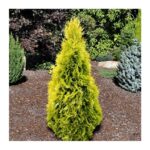 Как выглядит Туя западная Голден Смарагд