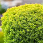 Как выглядит Туя западная Анниек