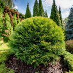 Как выглядит Туя западная Вудварди