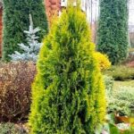 Как выглядит Туя западная Голден Смарагд