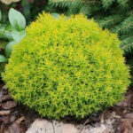 Как выглядит Туя западная Анниек