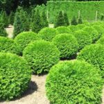 Как выглядит Туя западная Вудварди