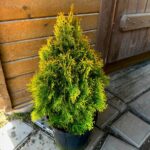 Как выглядит Туя западная Голден Смарагд
