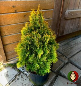 Как выглядит Туя западная Голден Смарагд