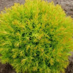 Как выглядит Туя западная Анниек