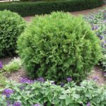 Как выглядит Туя западная Вудварди