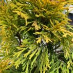 Как выглядит хвоя у Туи западной Голден Смарагд