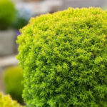 Как выглядит Туя западная Анниек