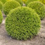 Как выглядит Туя западная Вудварди