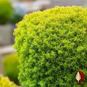 Как выглядит Туя западная Анниек