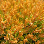 Как выглядит хвоя у Туи западной Анниек