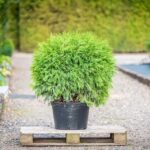 Как саженец Туи западной Вудварди