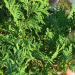 Как выглядит хвоя у Туи западной Вудварди